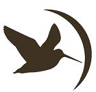 Woodcock