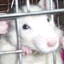 Rata
